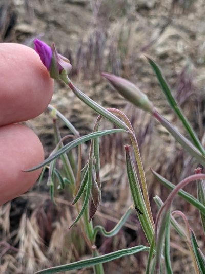 Clarkia lassenensis, photographed by Ken-ichi Ueda