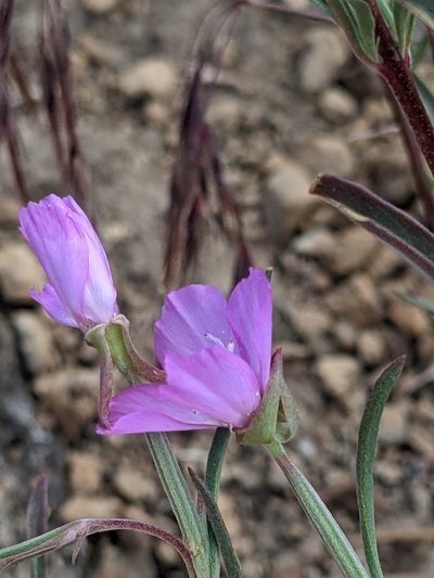 Clarkia lassenensis, photographed by Ken-ichi Ueda
