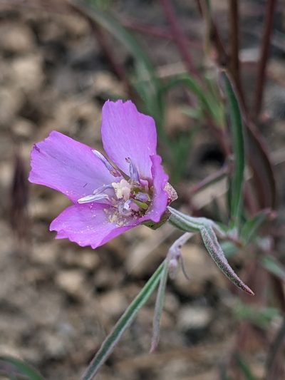 Clarkia lassenensis, photographed by Ken-ichi Ueda