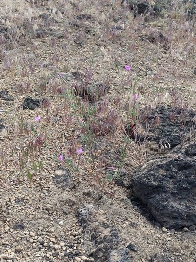 Clarkia lassenensis, photographed by Ken-ichi Ueda