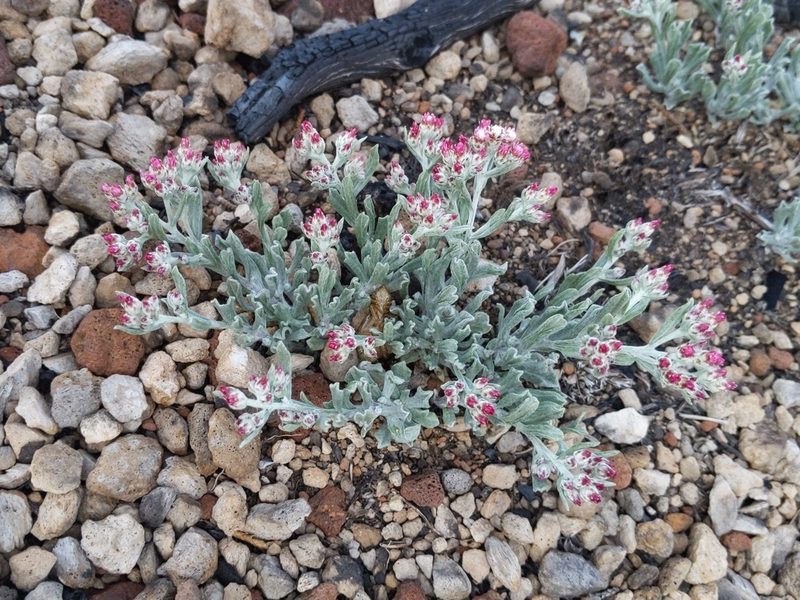 Antennaria geyeri, photographed by Ken-ichi Ueda