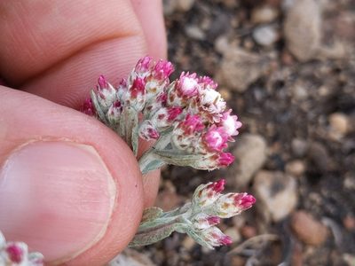 Antennaria geyeri, photographed by Ken-ichi Ueda