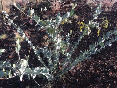 Acacia pyrifolia, photographed by Cal Wood