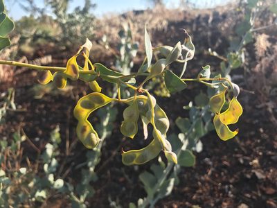 Acacia pyrifolia, photographed by Cal Wood