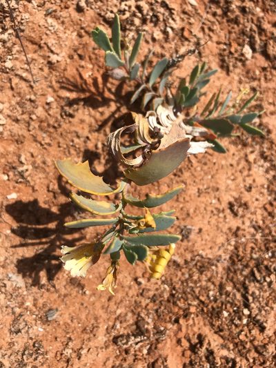 Goodenia collaris, photographed by Cal Wood