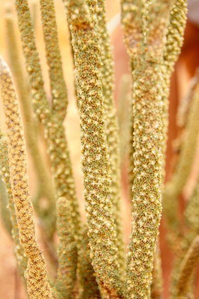 Lawrencia helmsii, photographed by Cal Wood
