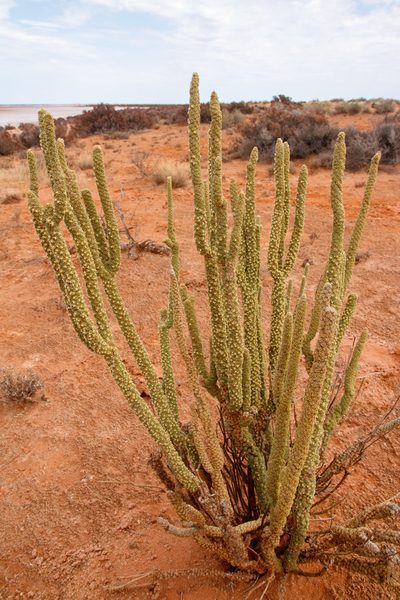 Lawrencia helmsii, photographed by Cal Wood