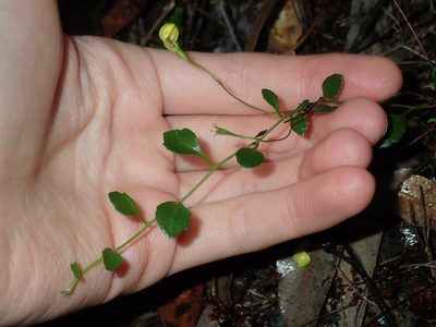 Goodenia hederacea, photographed by Thomas Mesaglio