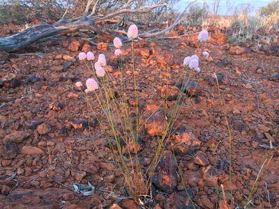 Ptilotus schwartzii, photographed by Cal Wood