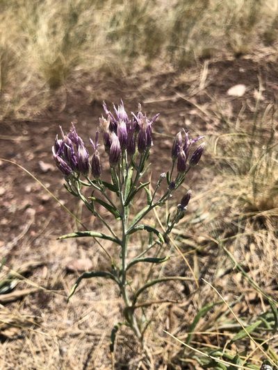 Jurinea multiflora, photographed by Valerii Glazunov