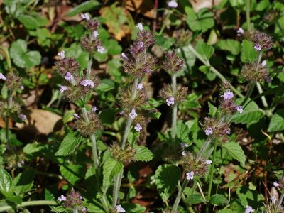 Clinopodium chinense, photographed by Jacy Chen