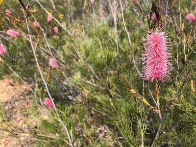 Grevillea petrophiloides, photographed by Cal Wood