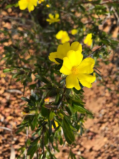 Hibbertia glomerosa, photographed by Cal Wood