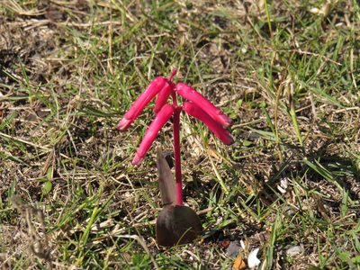 Lachenalia punctata, photographed by Jeremy Gilmore