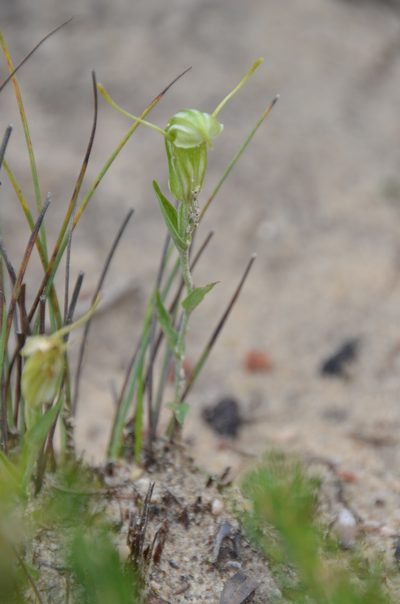 Pterostylis dilatata, photographed by Cal Wood