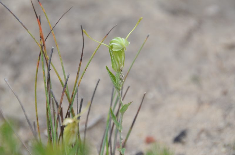 Pterostylis dilatata, photographed by Cal Wood