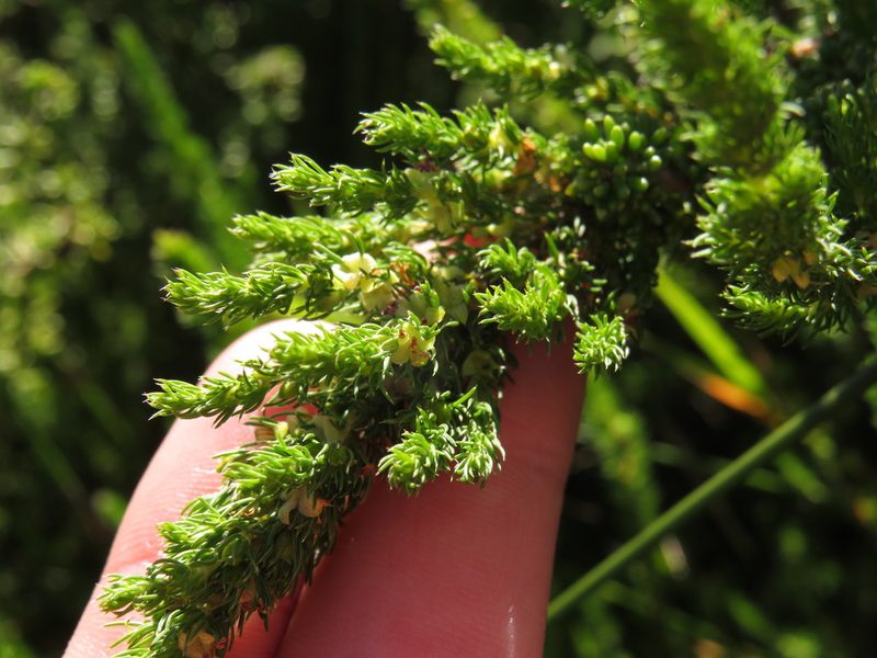 Cliffortia subsetacea, photographed by Jeremy Gilmore