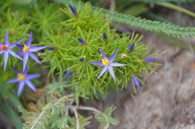 Calectasia narragara, photographed by Cal Wood