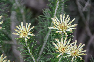 Petrophile brevifolia, photographed by Cal Wood