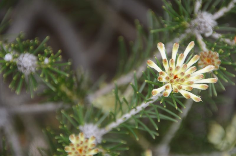 Petrophile brevifolia, photographed by Cal Wood