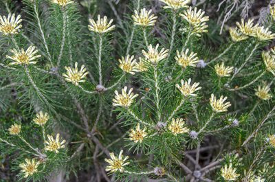 Petrophile brevifolia, photographed by Cal Wood