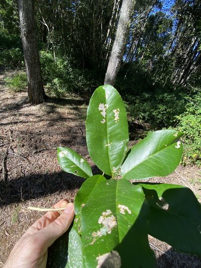 Croton acronychioides, photographed by Greg Tasney