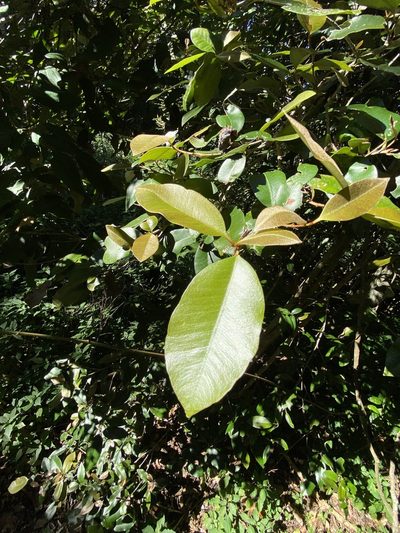 Amorphospermum antilogum, photographed by Greg Tasney