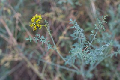 Ruta angustifolia, photographed by Tim Johnson