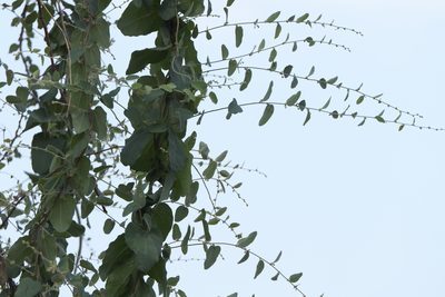 Cocculus hirsutus, photographed by Dinesh Valke