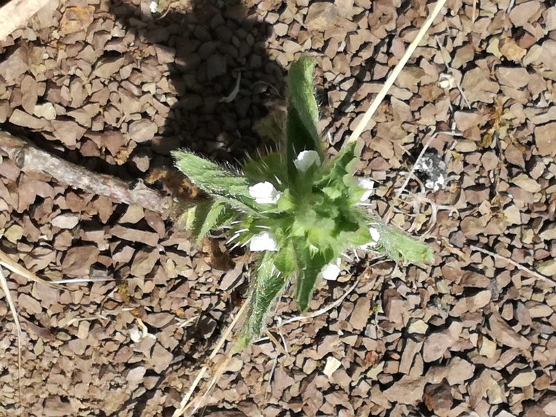 Sideritis romana, photographed by Andrea Meucci