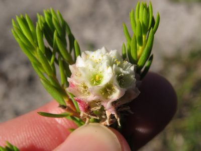 Lachnaea densiflora, photographed by Jeremy Gilmore