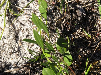 Psoralea laxa, photographed by Jeremy Gilmore