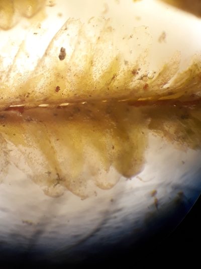 Plagiochila annotina, photographed by Leon Perrie