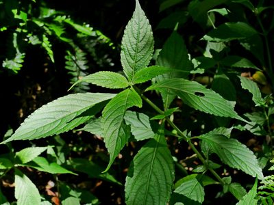 Strobilanthes formosana, photographed by Jacy Chen