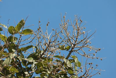 Sapindus trifoliatus, photographed by Dinesh Valke