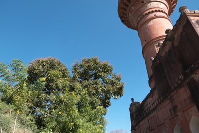 Sapindus trifoliatus, photographed by Dinesh Valke