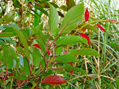 Actinidia rufa, photographed by Jacy Chen