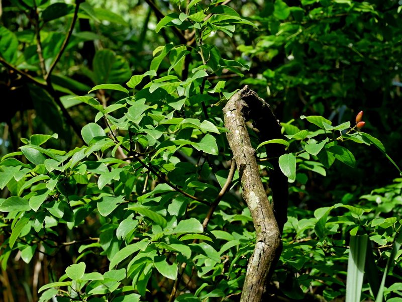 Berchemia formosana, photographed by Jacy Chen