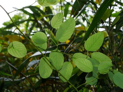 Berchemia formosana, photographed by Jacy Chen