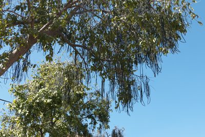 Wrightia tinctoria, photographed by Dinesh Valke