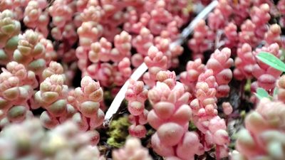 Sedum andegavense, photographed by Victor