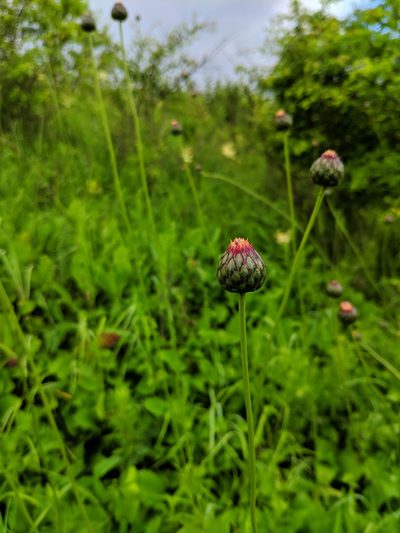 Klasea lycopifolia, photographed by Denys Vynokurov