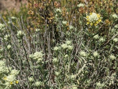 Teucrium aureum, photographed by Pieter Huybrechts