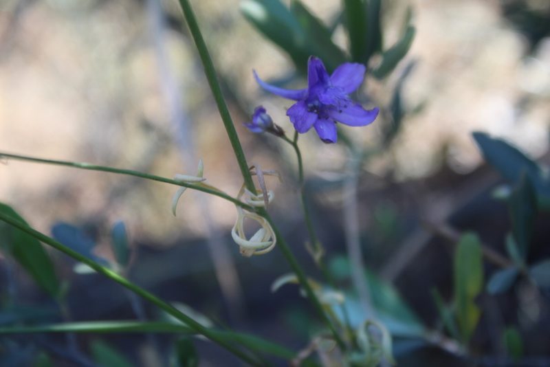 Delphinium pentagynum, photographed by Dyhia YOUSFI