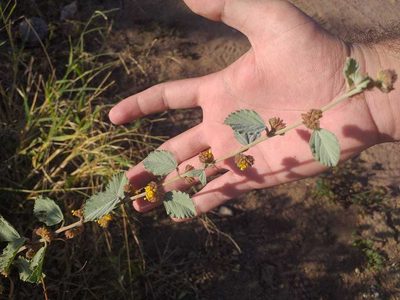 Waltheria rotundifolia, photographed by Breno Figueiredo