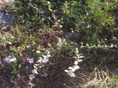 Waltheria rotundifolia, photographed by Breno Figueiredo