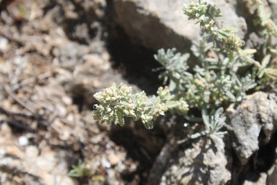 Teucrium capitatum, photographed by Dyhia YOUSFI