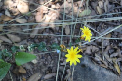 Blackstonia grandiflora, photographed by Dyhia YOUSFI