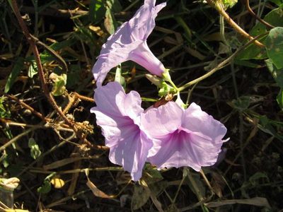 Ipomoea bahiensis, photographed by Breno Figueiredo