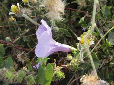 Ipomoea bahiensis, photographed by Breno Figueiredo